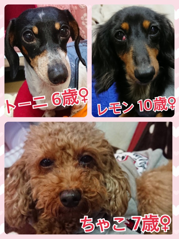 今日の里親募集中の子たち🐶2018,3,4